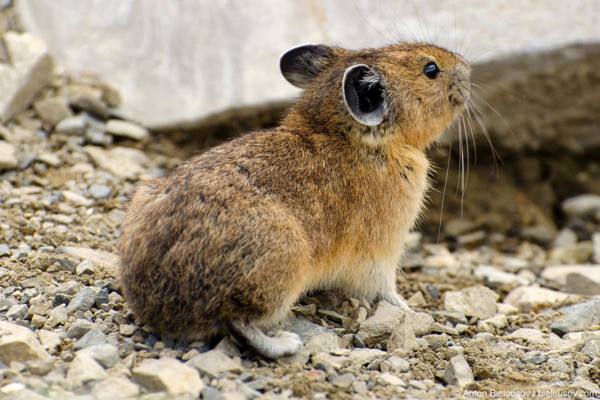 Американская пищуха пика