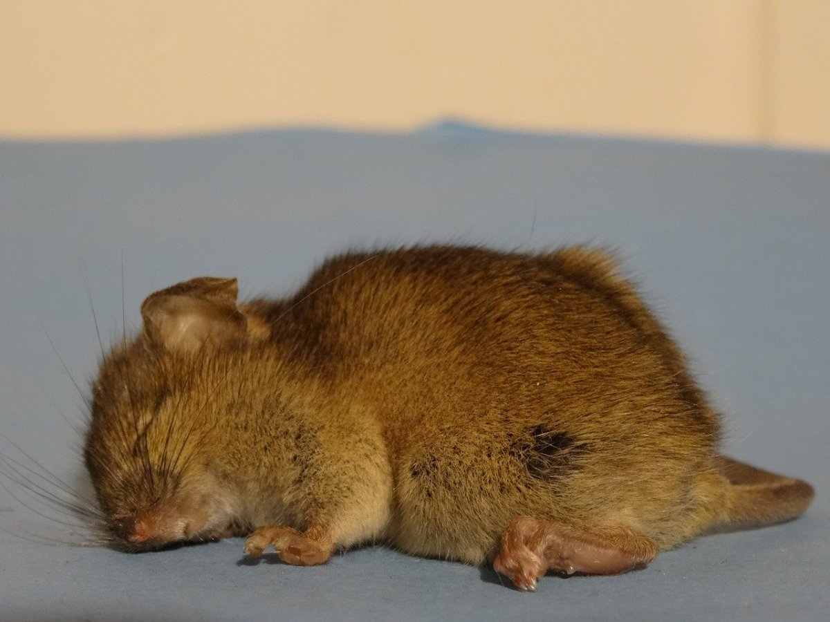 Грызун коричневого цвета