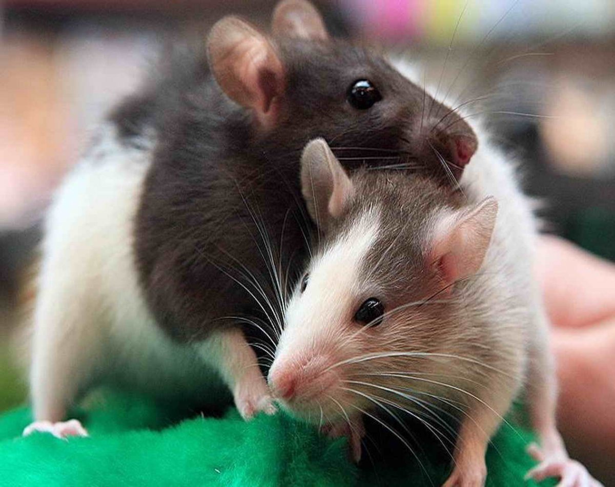 Виды декоративных крыс