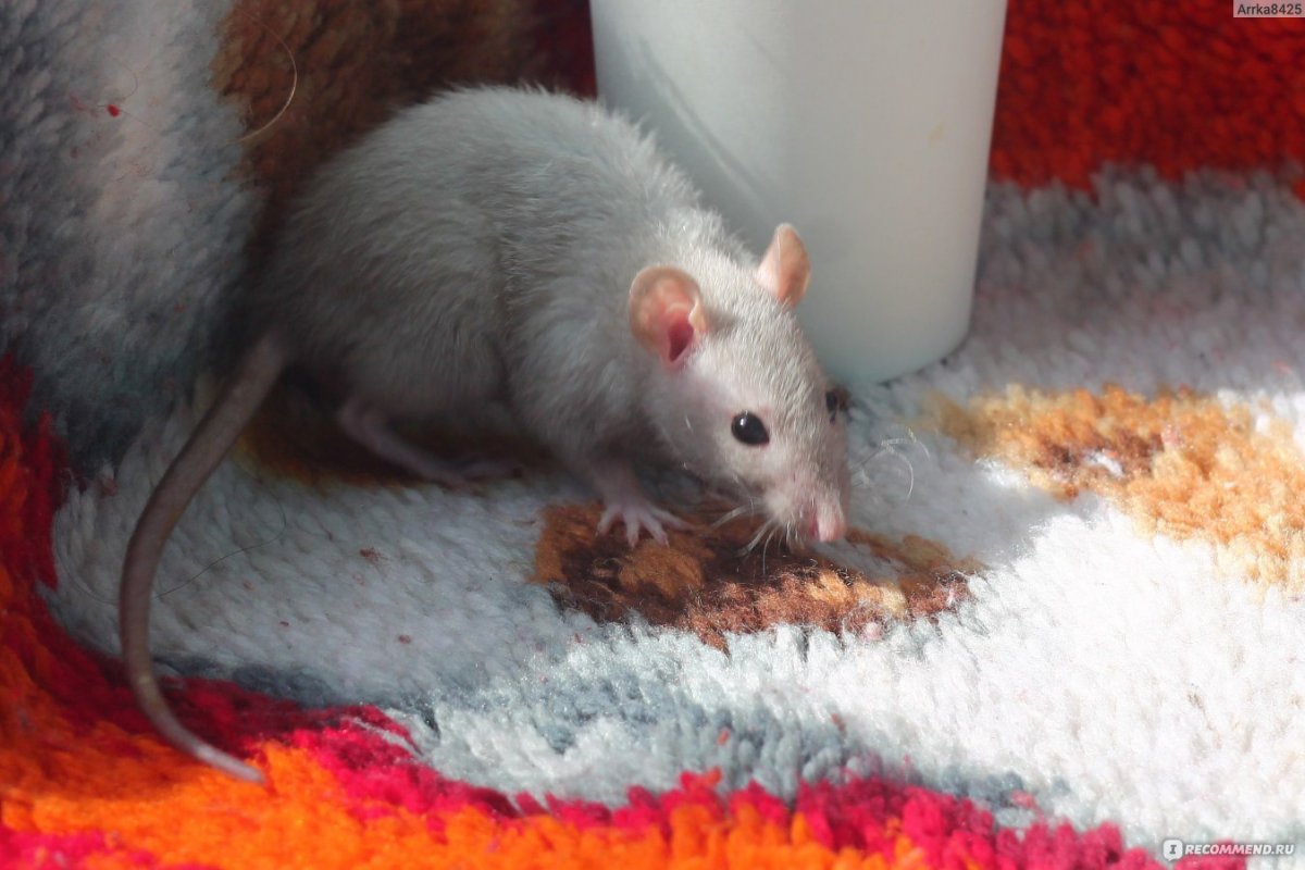 Декоративные крысы маленькие породы