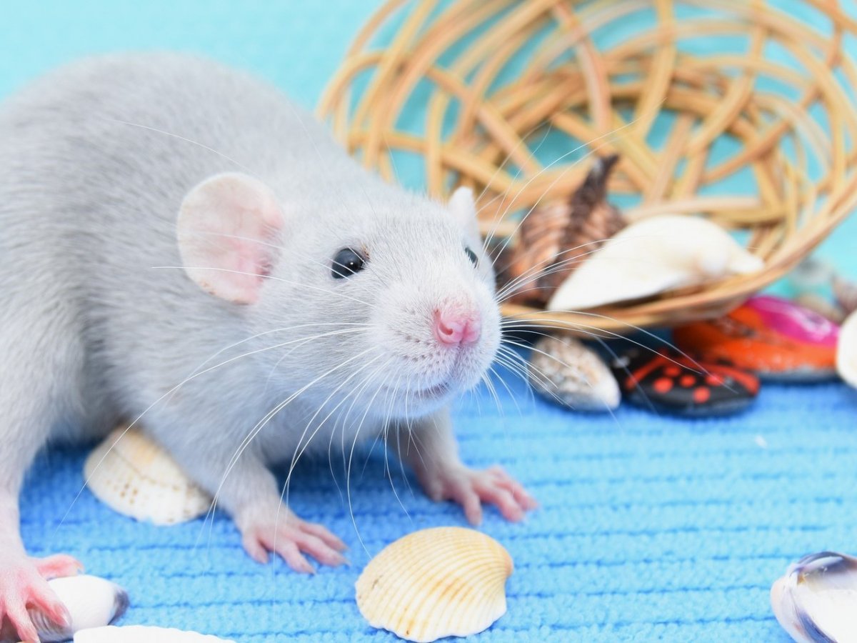 Ручная крыса