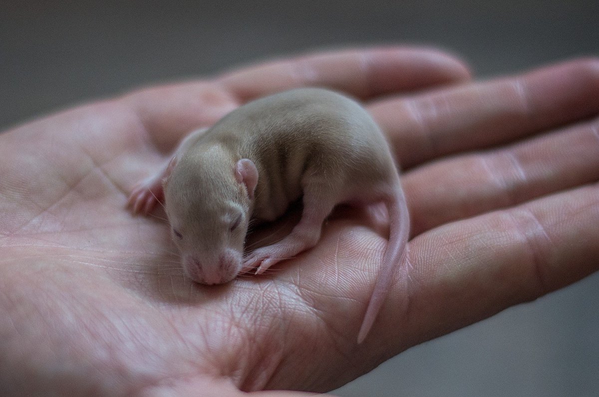 Крысы породы Дабл рекс