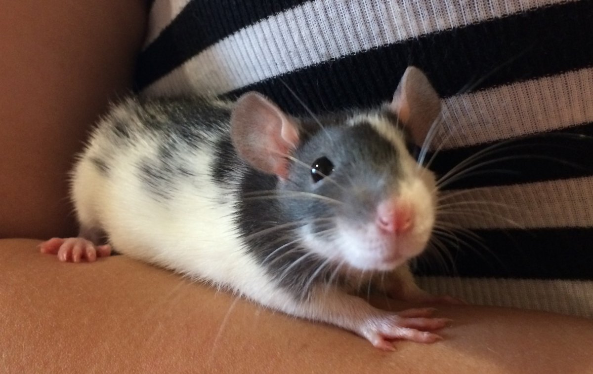 Rattus Rattus чёрная крыса