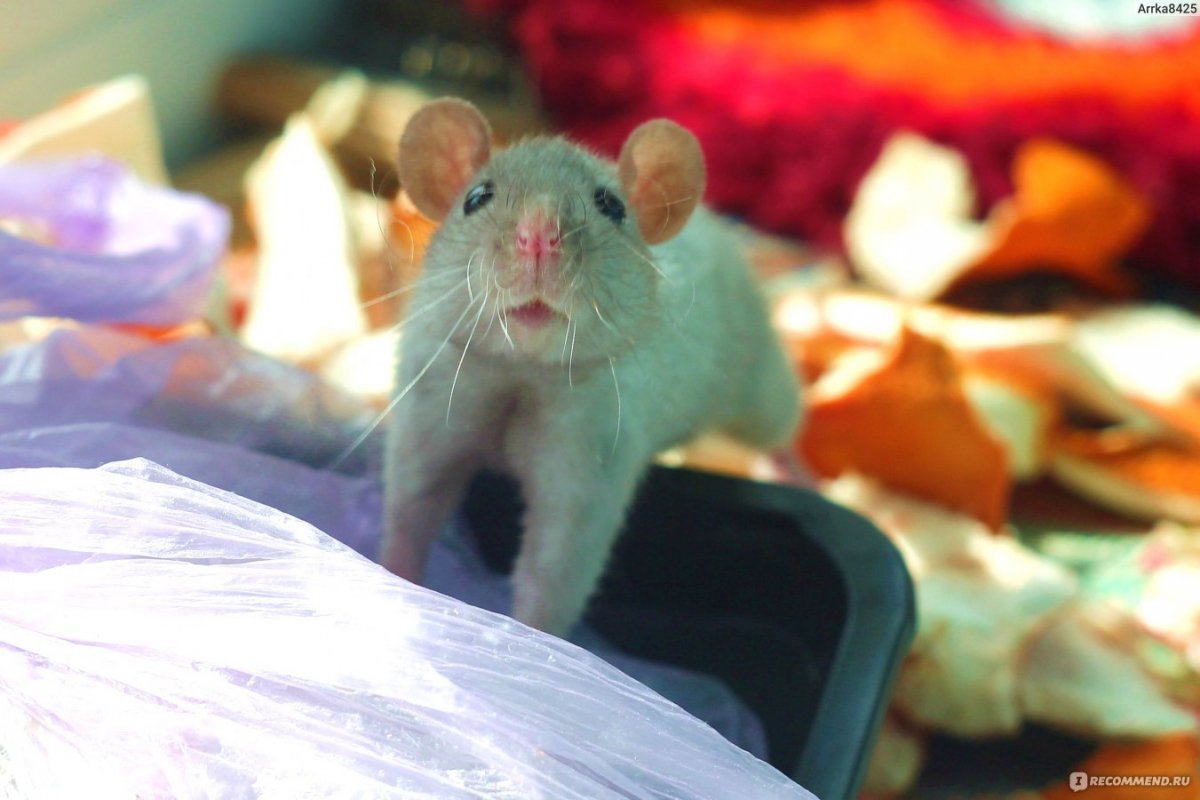 Ушастые крысы Дамбо