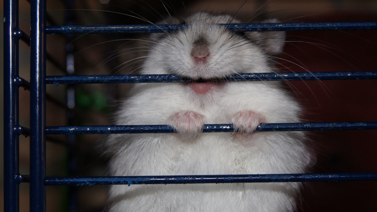 Фото хомяков