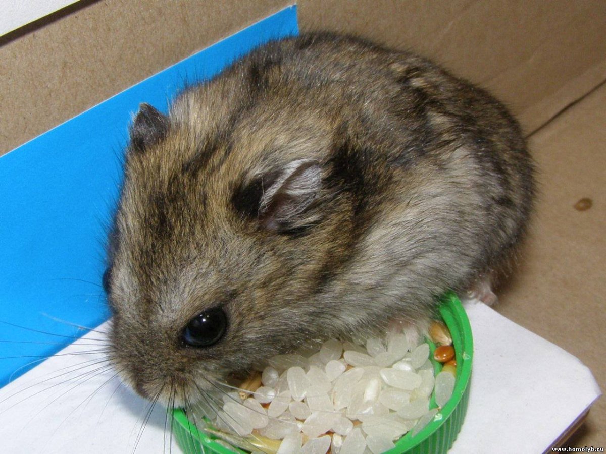 Морские свинки ухаживание