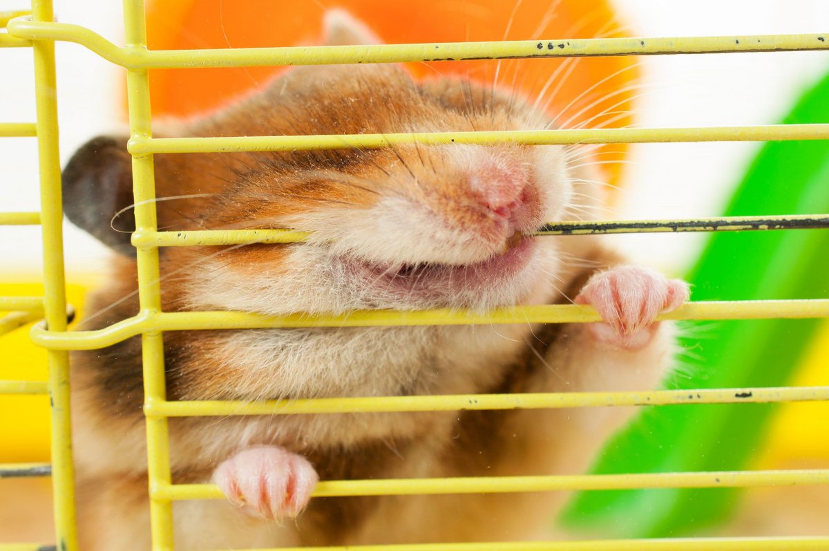Хомяк сирийский и джунгарский и клетка