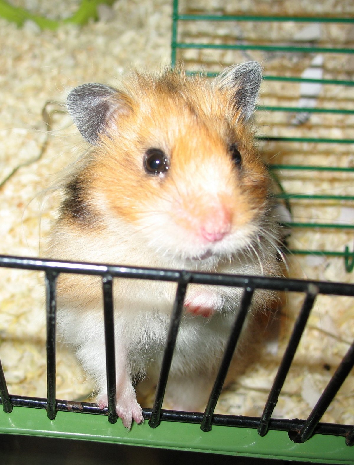 Хомячки милые домашние в клетке