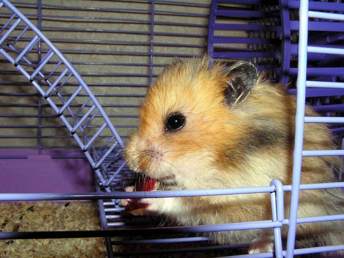 Грызуны морские свинки