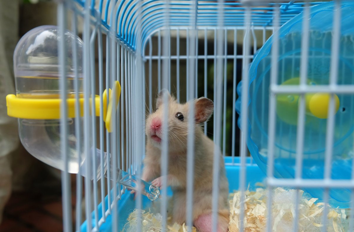 Домики для хомячков