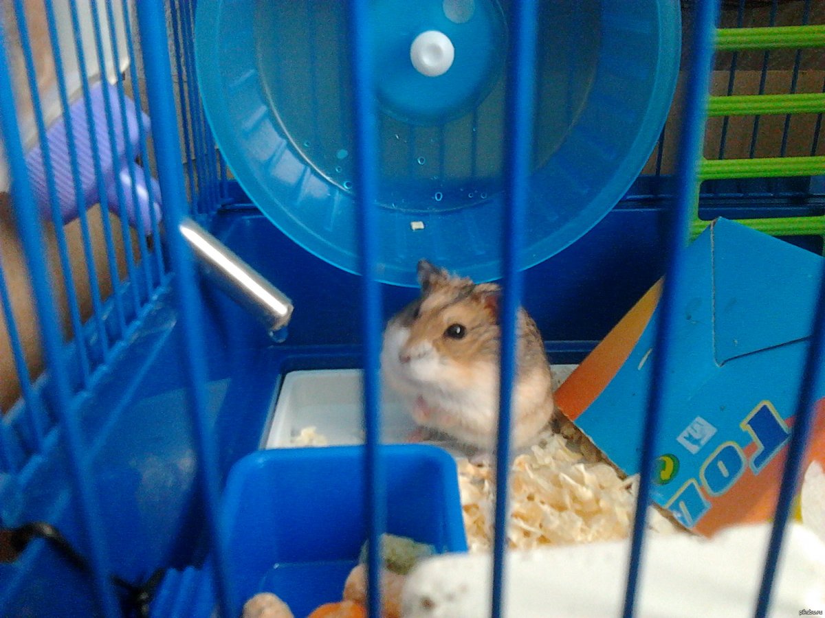 Хомячок в колесе