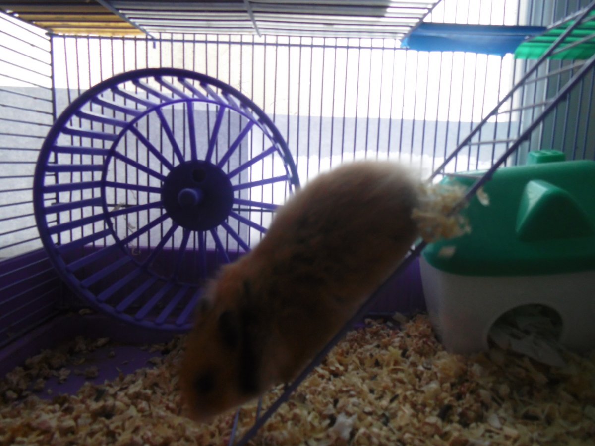 Наполнитель для сирийского хомяка