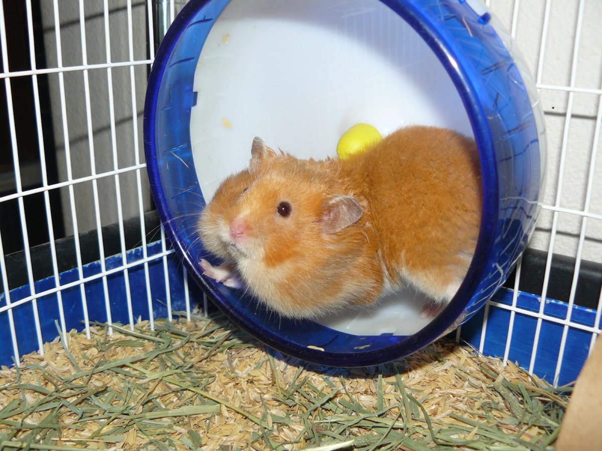 Хомячок Кэмпбелла и джунгарский