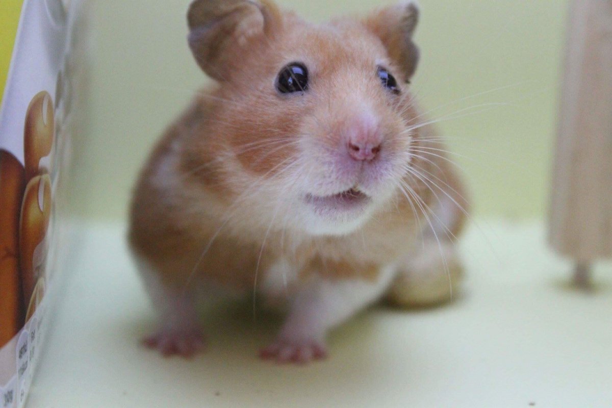 Cavia porcellus в природе