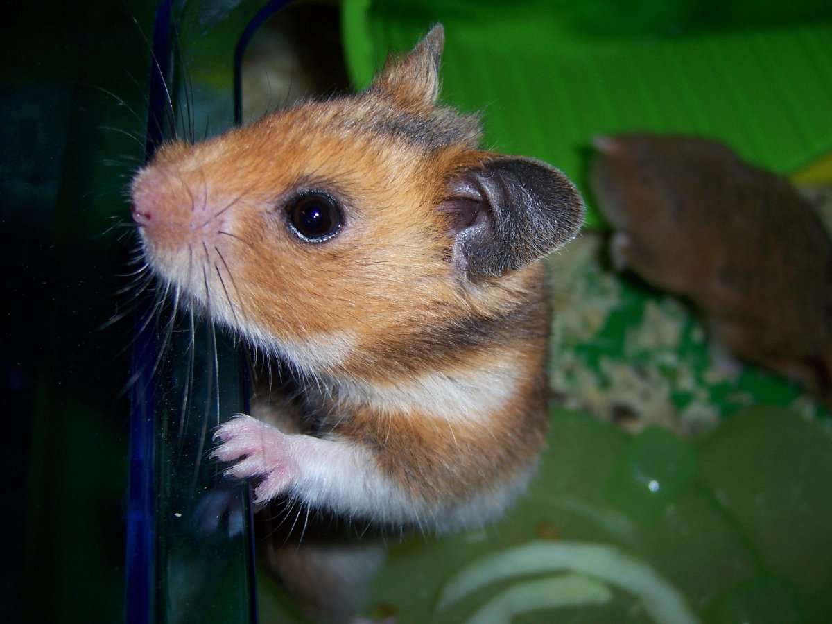 Хомячки большие