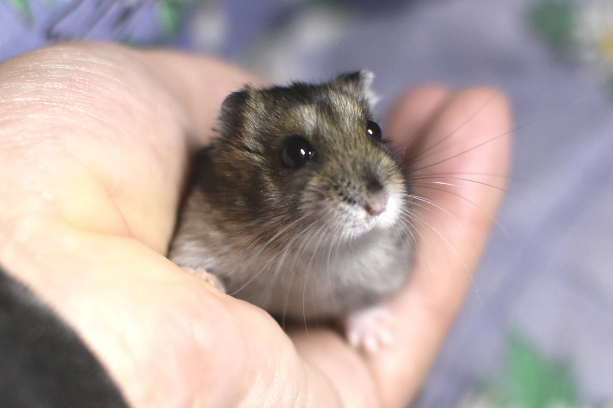 Морские свинки