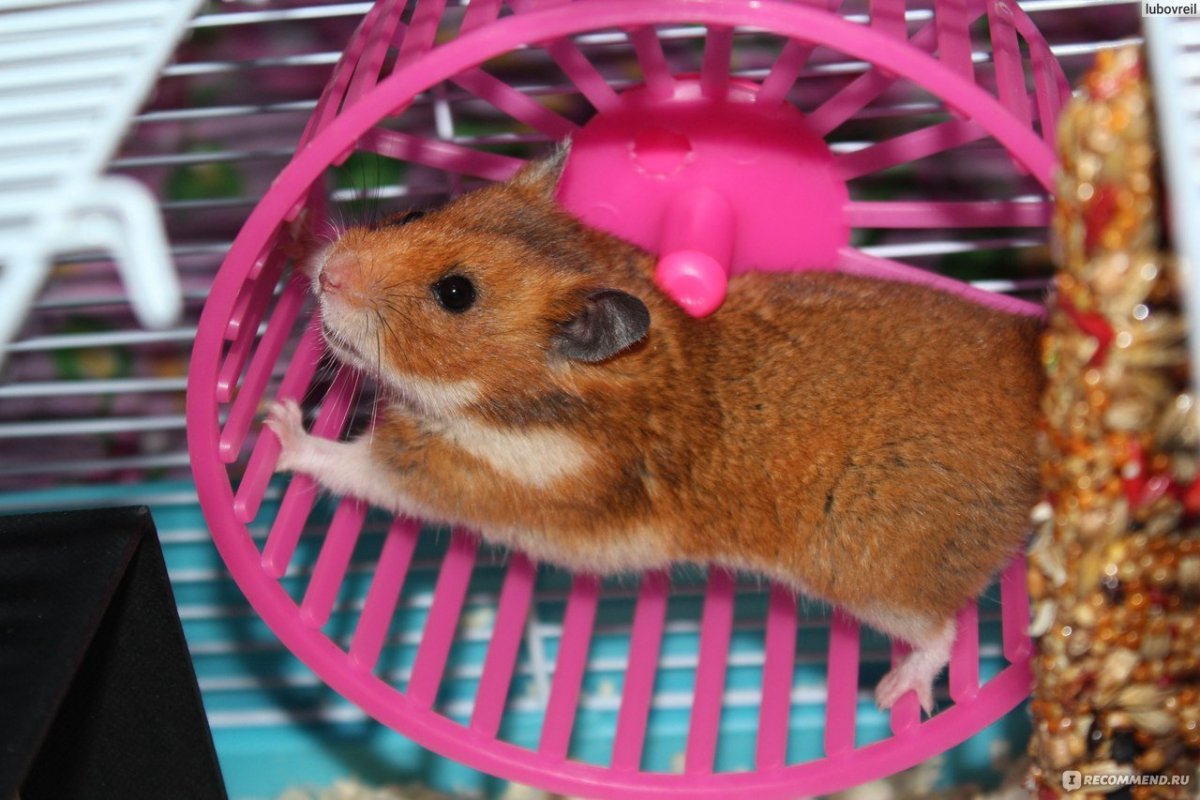 Детеныш хомяка