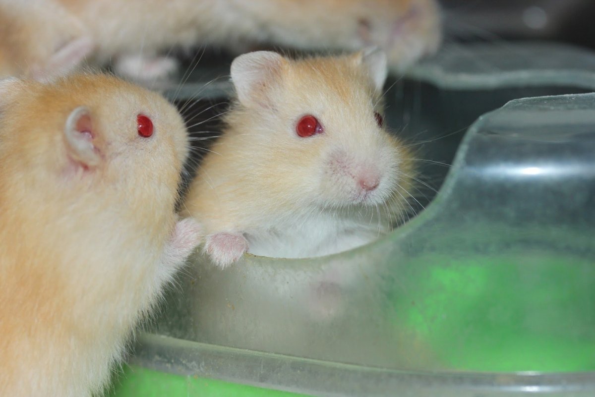 Гибрид мыши и хомяка
