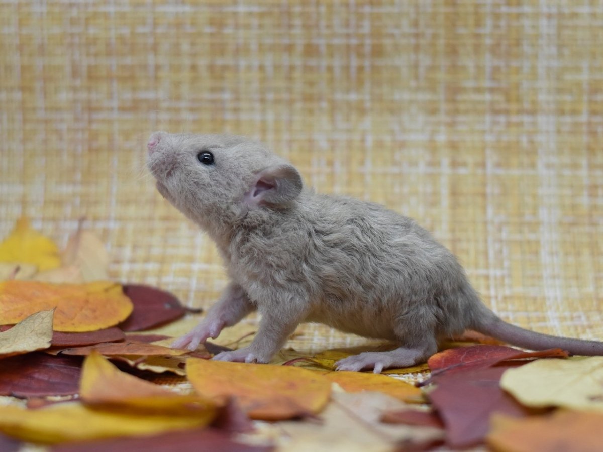 Крыса Дамбо голубая