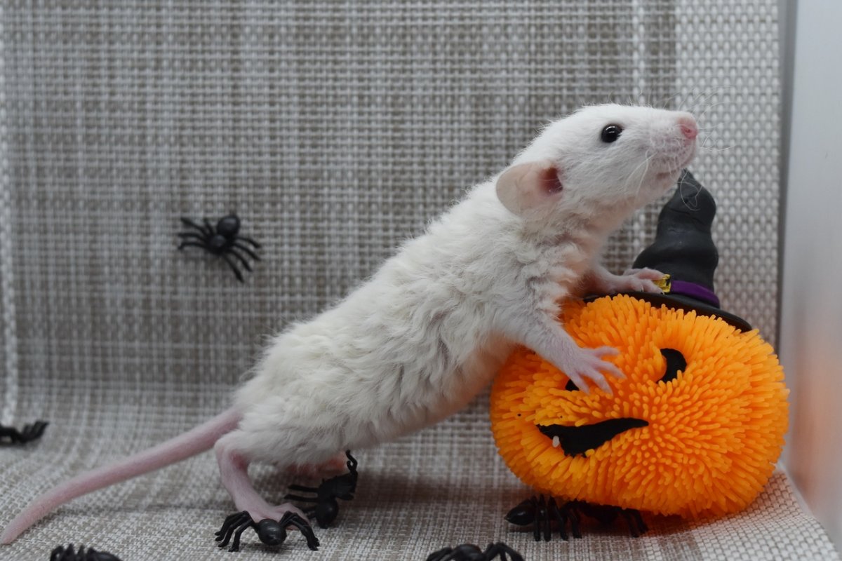 Голубая норка Дамбо крыса рекс