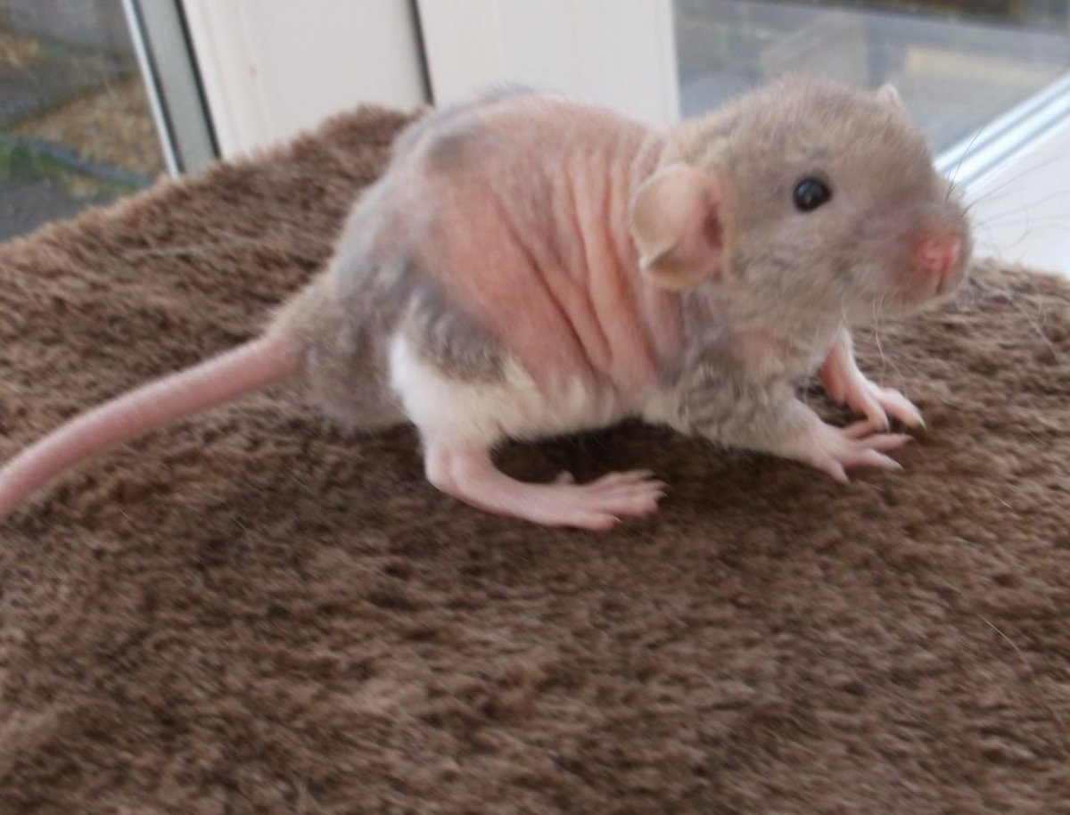 Крыса Дамбо голубая