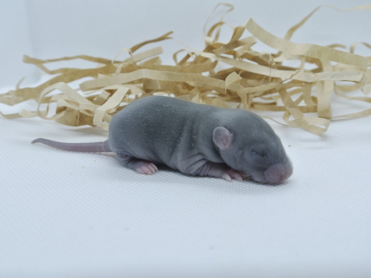 Сатиновая крыса Дамбо