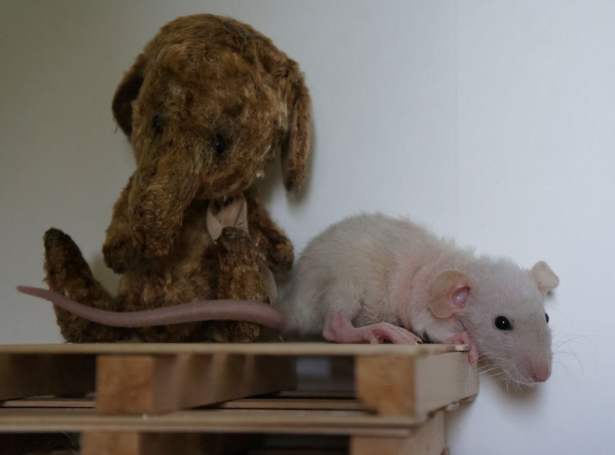 Крыса и хомяк Эстетика