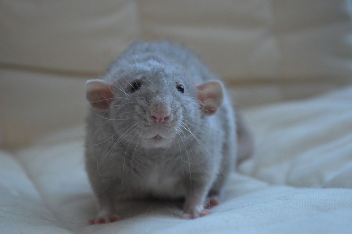 Крыса Дамбо рекс взрослая