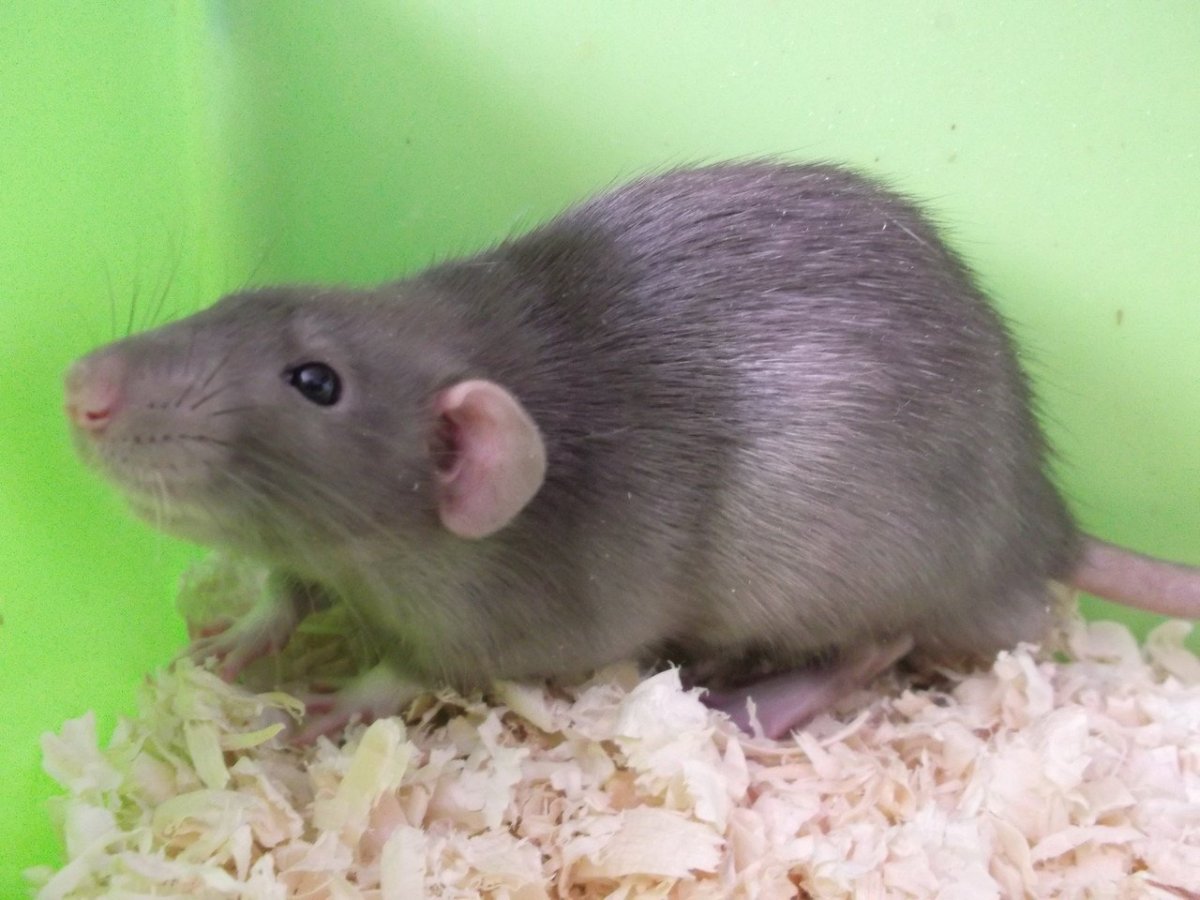 Крыса Дамбо голубая норка