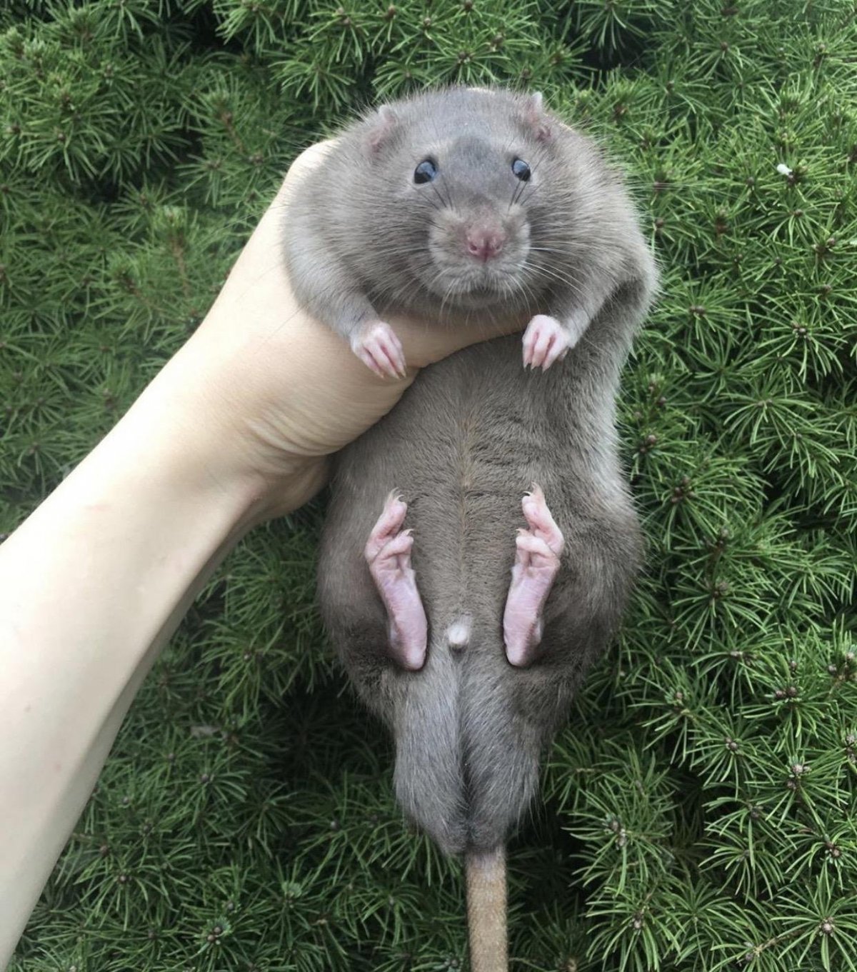 Рыжие крысы домашние