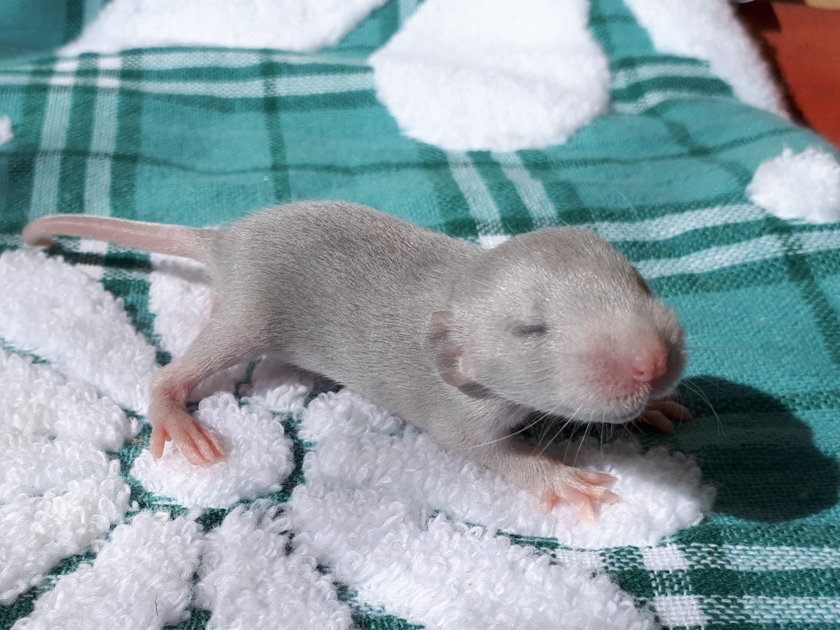 Крысы домашние фото