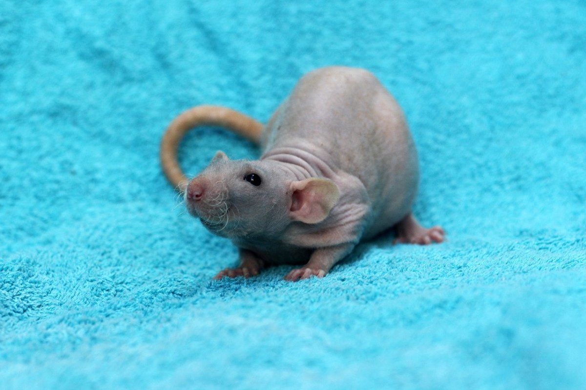 Сиамская мышь Дамбо