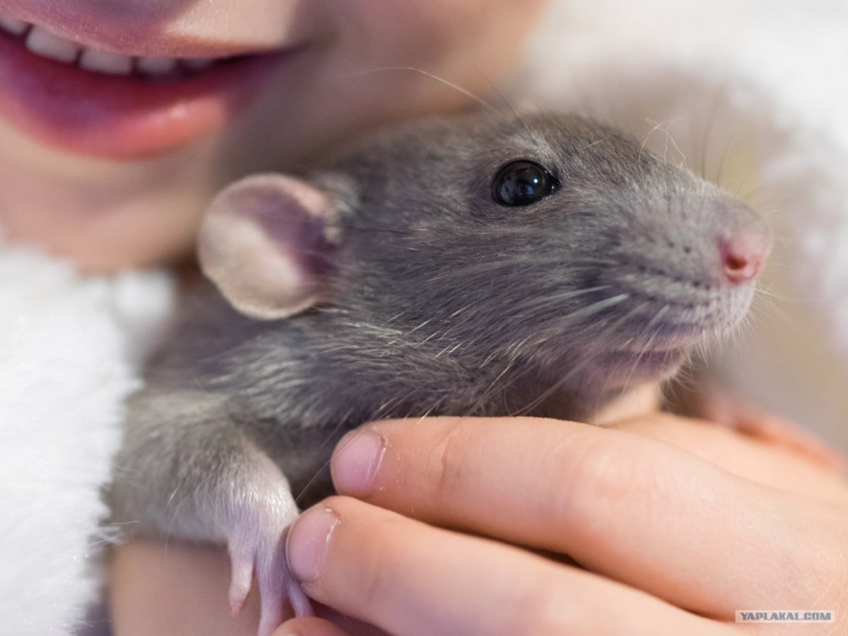 Шиншилла грызун