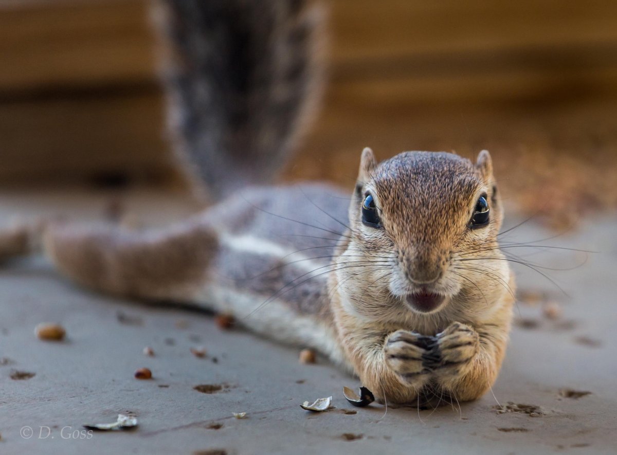 Захмелевшая белка
