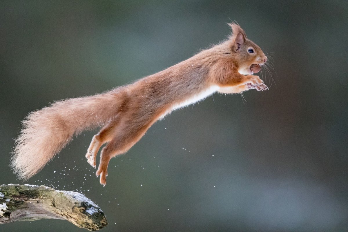 Крыса-белка в Сочи