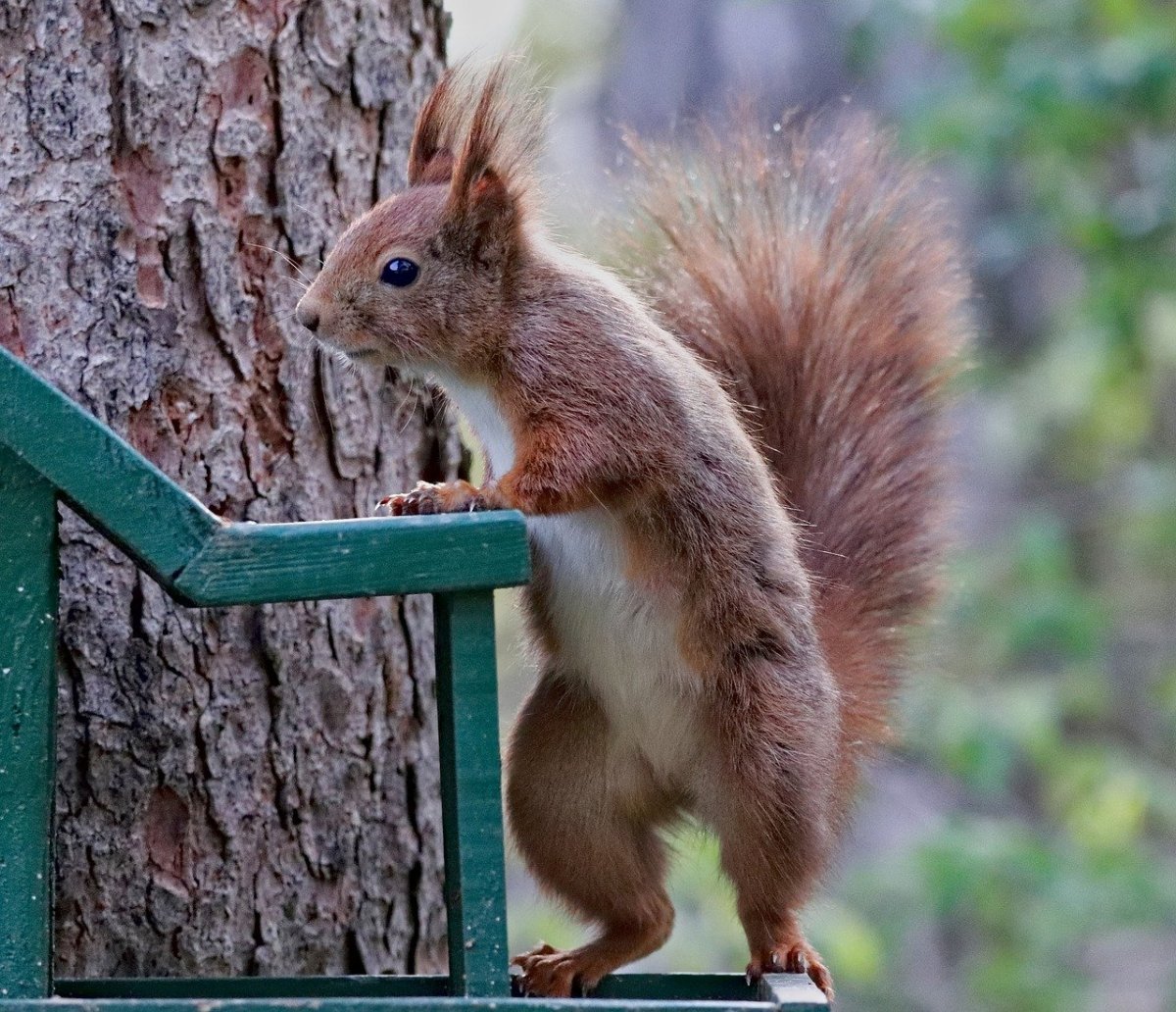 Белка бежит