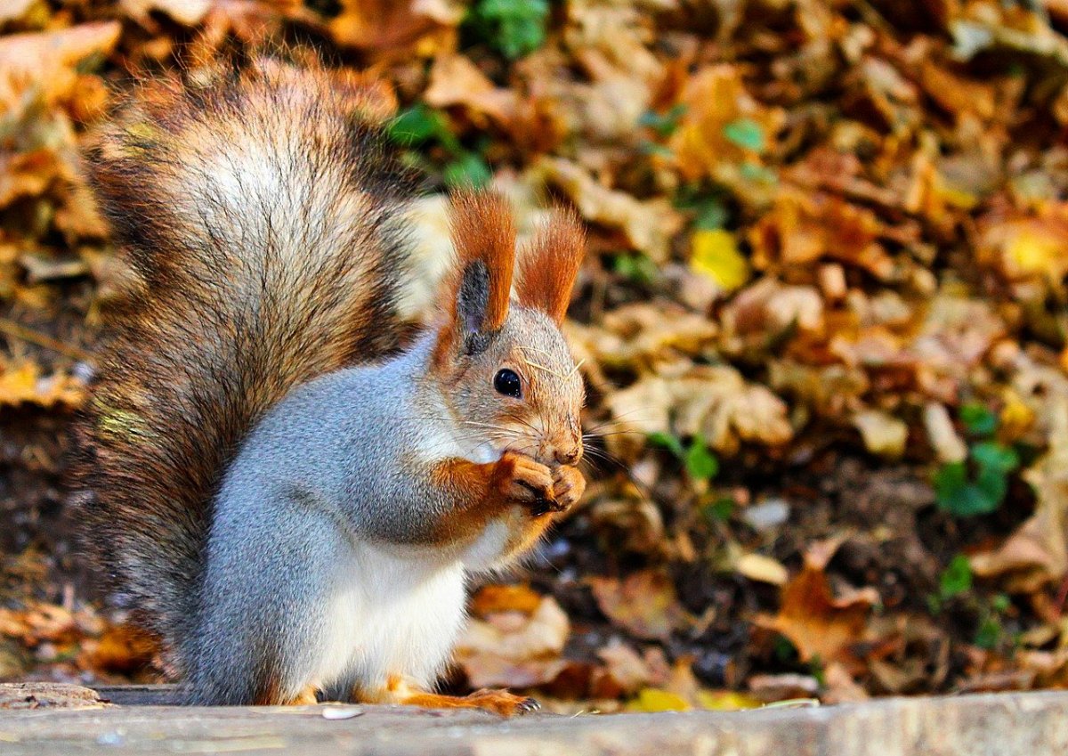 Млекопитающие растения