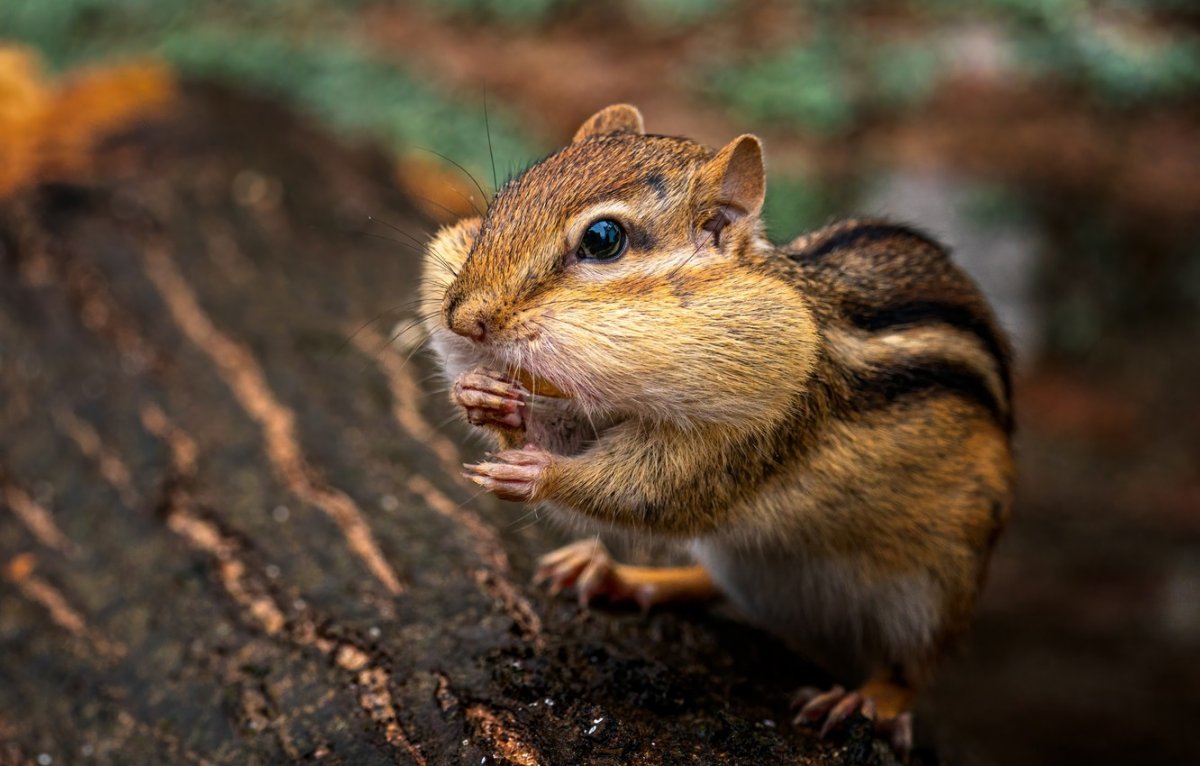 Животные лугов