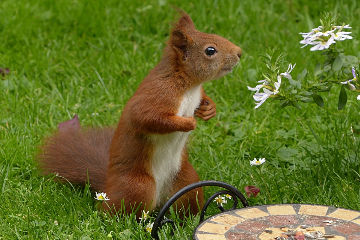 Бурундук на Байкале