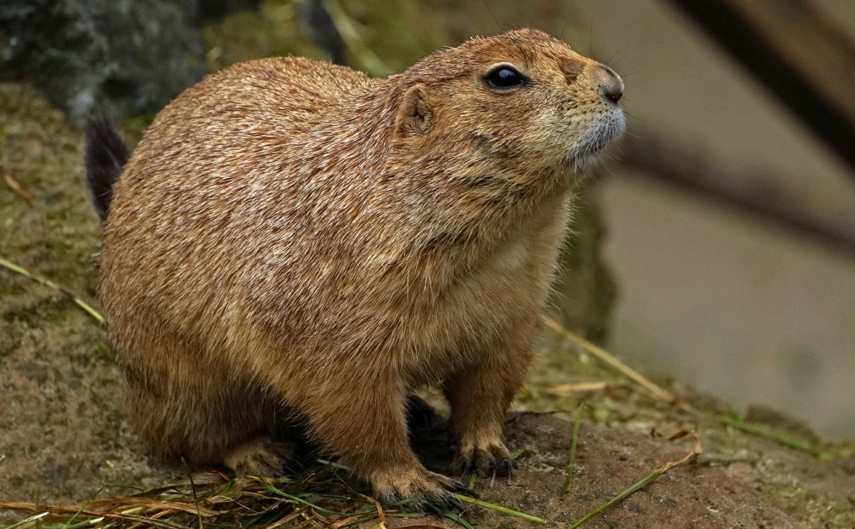 Коричневый грызун