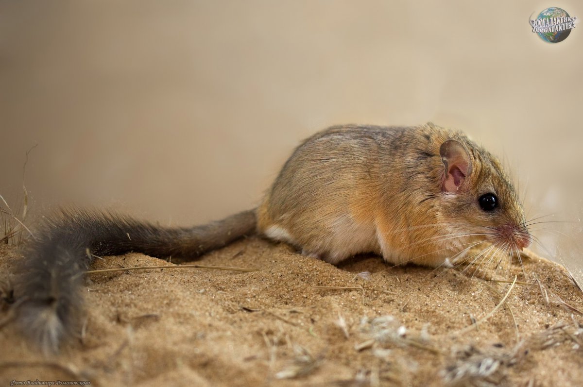 Песчанка пушистохвостая сикитамус