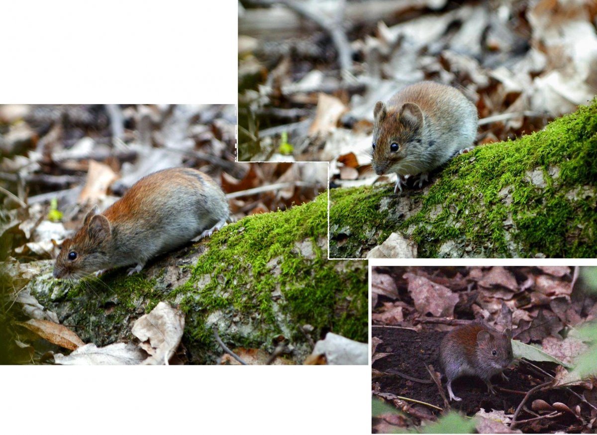 Грызуны Пензенской области