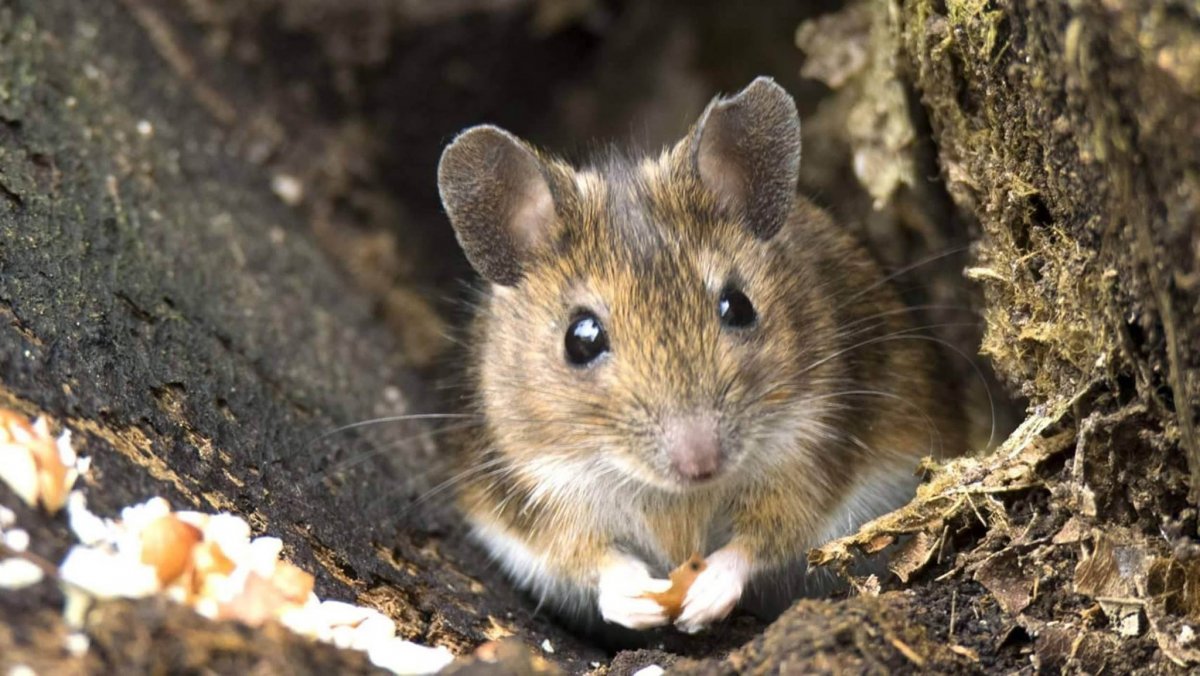 Большеухая полевка