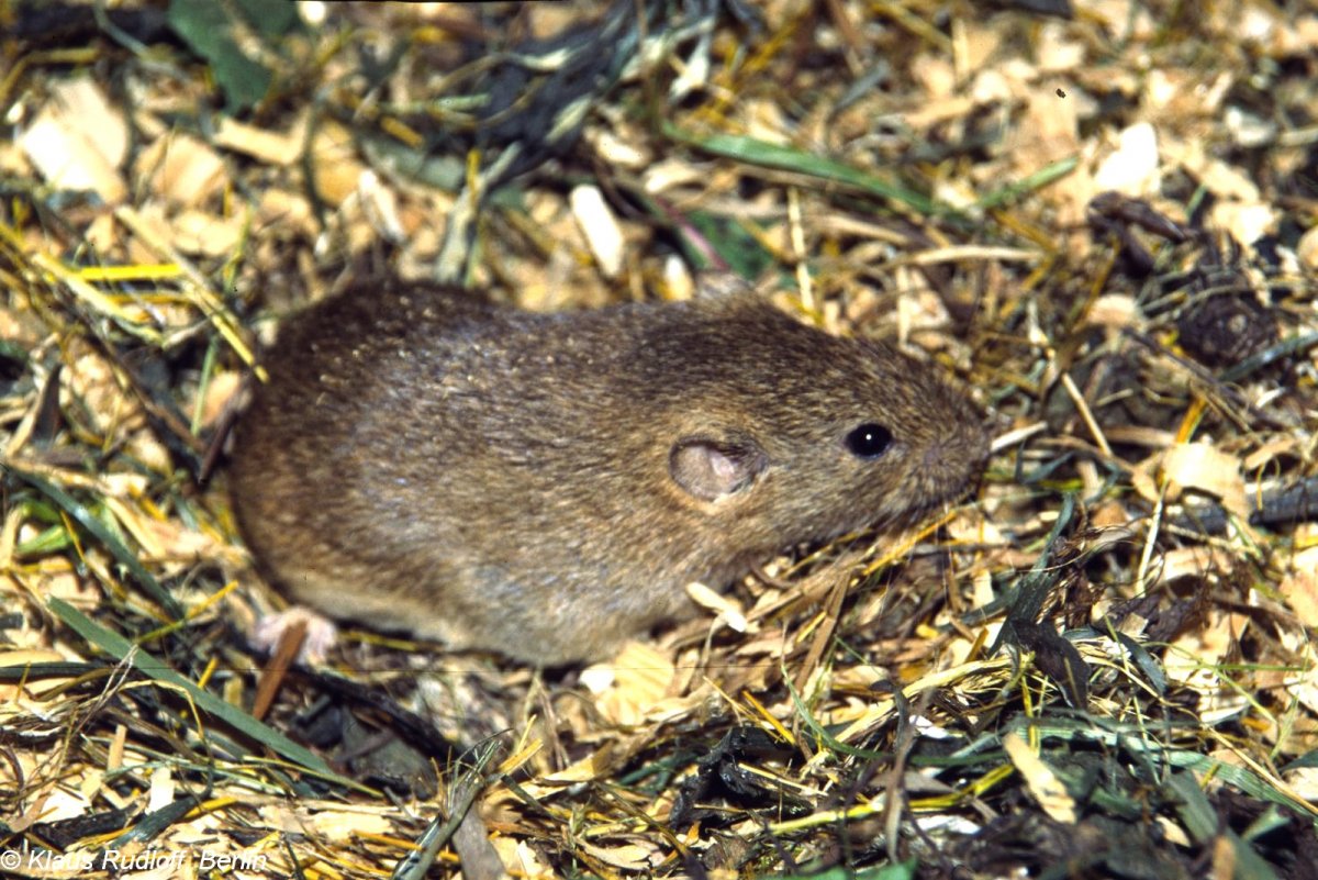 Общественная полевка (Microtus socialis)