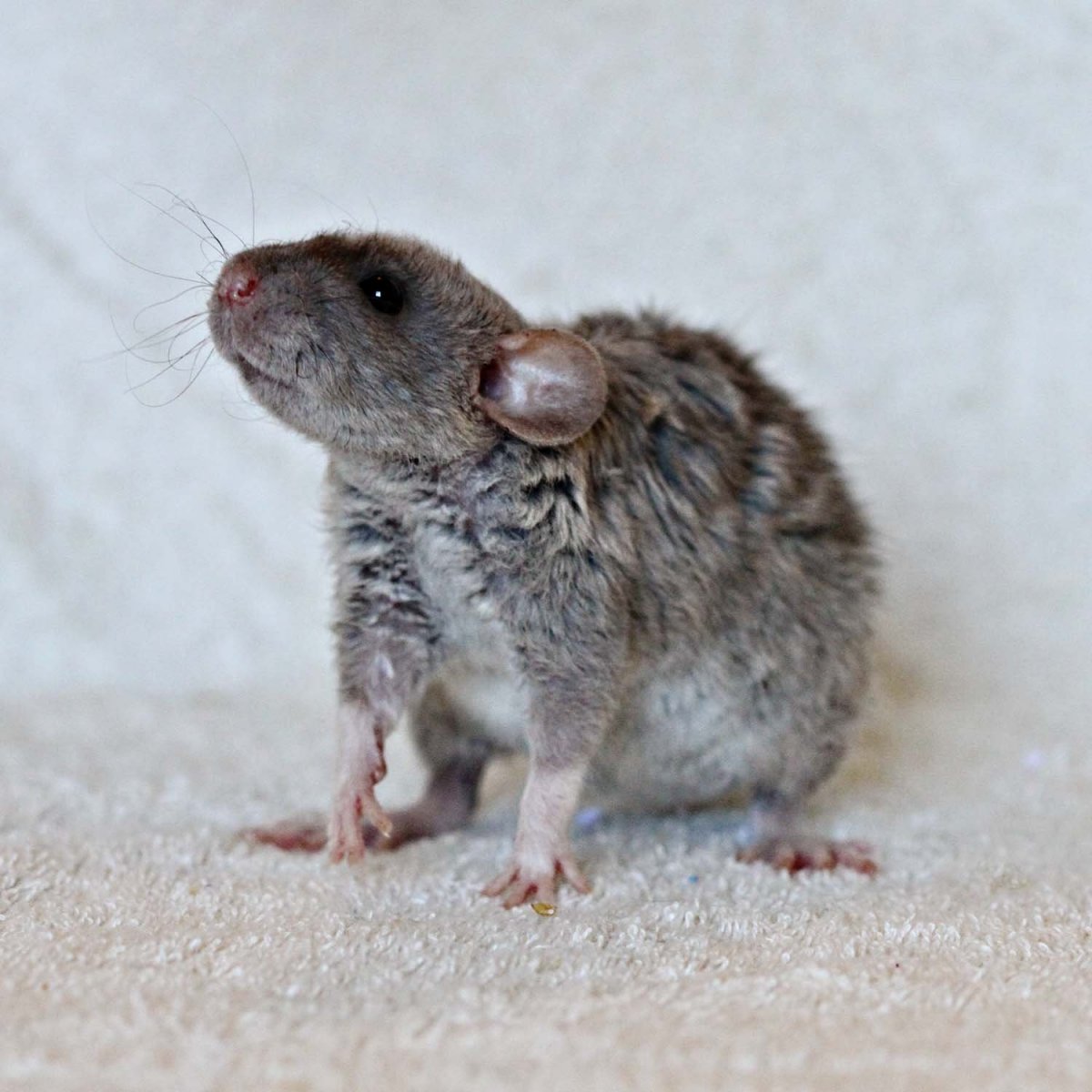 Декоративная крыса рекс