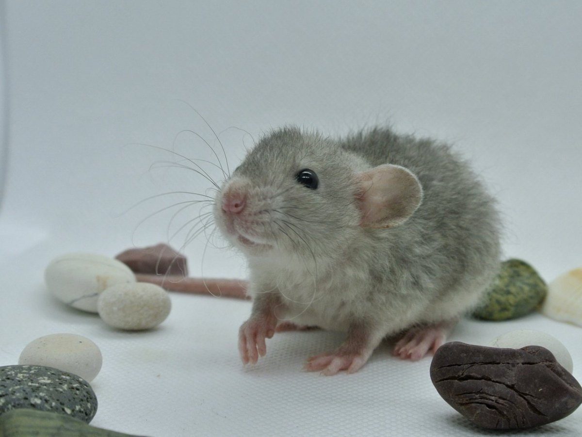 Крыса Дамбо Дабл рекс