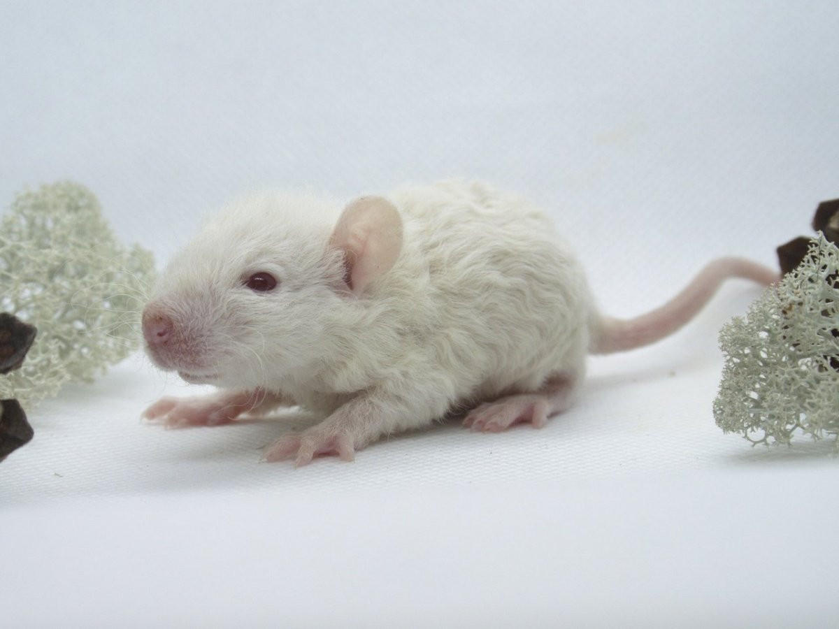 Крысы породы Дабл рекс