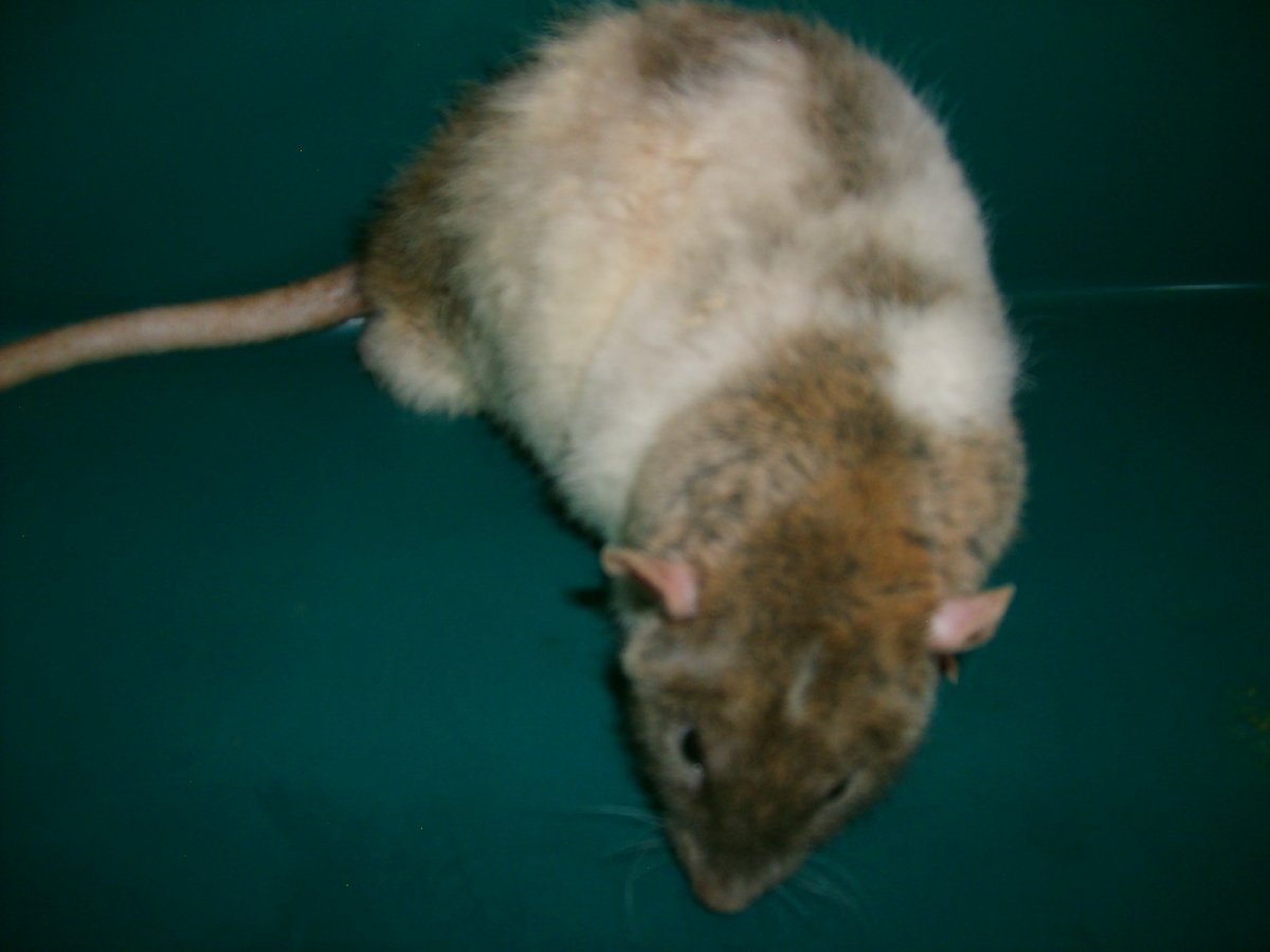 Декоративная крыса Дамбо рекс