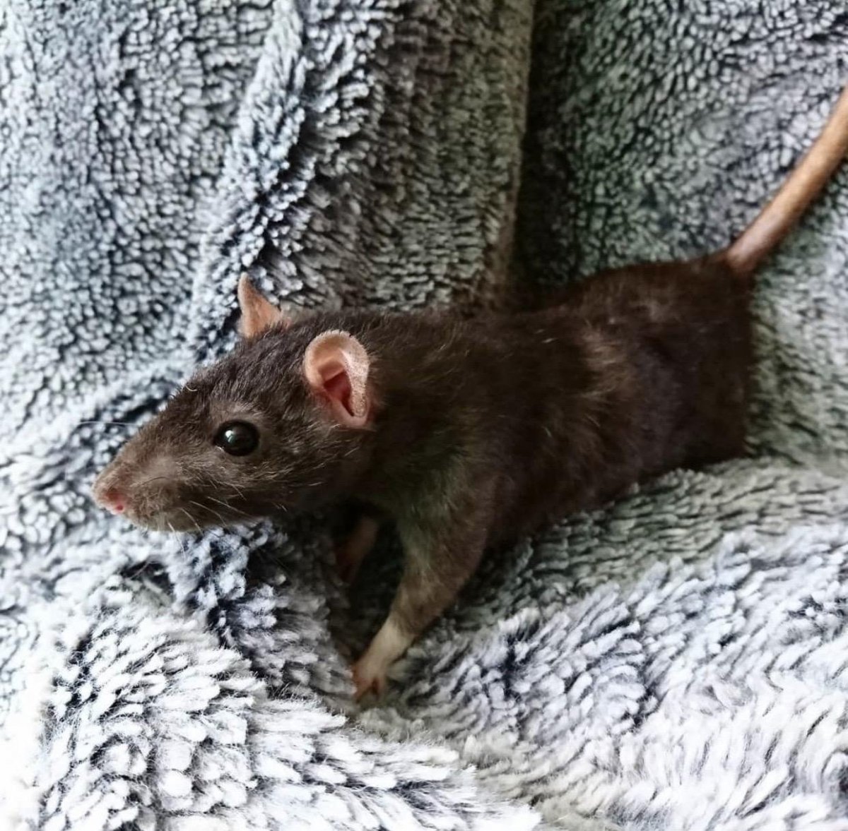 Крыса породы Дамбо рекс