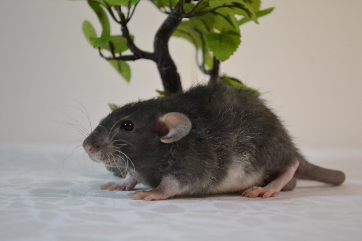 Дамбо зверек